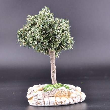 Arbre petit olivier