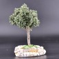 Arbre petit olivier