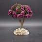 arbre lilas