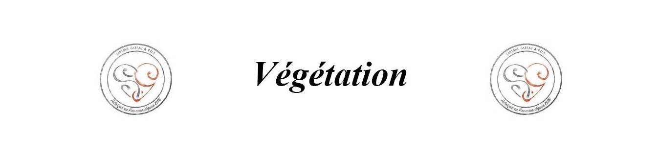 Vegetation