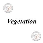 Vegetation